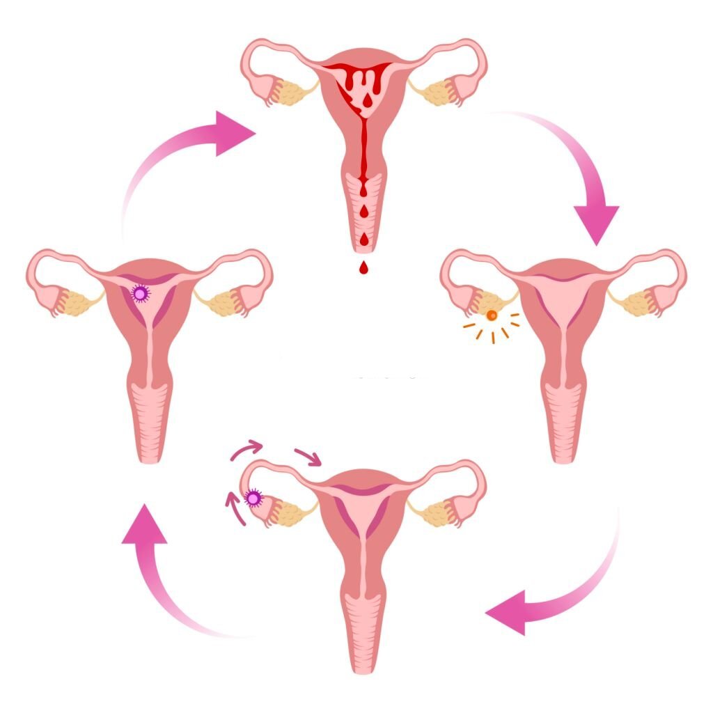 Fases Del Ciclo Menstrual Y Su Impacto En La Fertilidad 9457